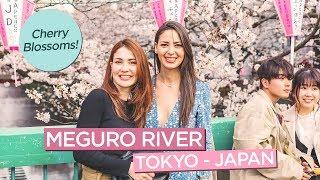 Meguro River Cherry Blossoms + Worlds Largest Starbucks and Longest Wait? in Japan