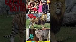 Liger Movie Reaction #shorts