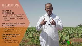 Sauver la culture du cactus  un enjeu agricole et économique pour le Maroc