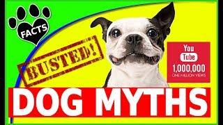 Top 10 Myths About Dogs Busted - Dogs 101