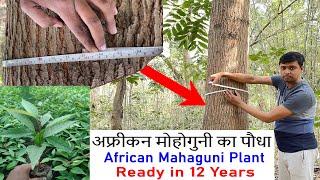 African Mahaguni Tree Plant  Hybrid Mahaguni plant  Mahaguni Farming  अफ्रीकन महोगनी के पौधे
