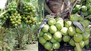 How to Make Coconut Hold More Fruits - Full video - Amazing New Agriculture Technology