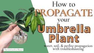 Umbrella Plant Propagation 101  Water Propagation Soil Propagation Troubleshooting & More