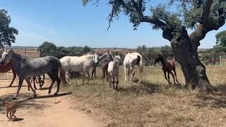 Piara harem de yeguas con su caballo semental.comienza temporada de apareamiento de caballo y yeguas