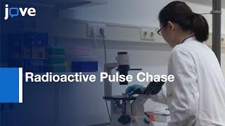 Protein Modification and Transport Analysis by Radioactive Pulse Chase  Protocol Preview