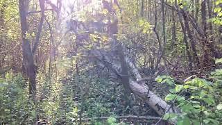 Walk through the deep forest with relaxing music.
