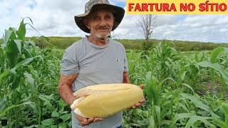 Dia de Colheita No Sítio Muita Fartura Chegando  Tudo Produzindo Graças a Deus Muita Chuva