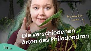 Das sind die 9 schönsten Philodendron Arten   feey Zimmerpflanzen 