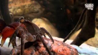 Red Clawed Crab Sesarma bidens - Look at the ... - Animalia Kingdom Show