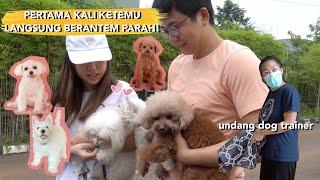 PUPPY BARU KETEMU ANJING DI RUMAH UNTUK PERTAMA KALINYA Konsul Sama Professional Dog Trainer