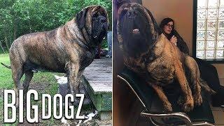 Our GIANT 250lb Mastiff Is Built Like A Wrestler  BIG DOGZ