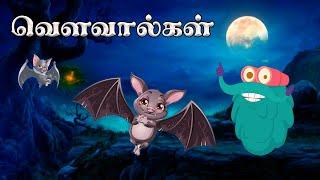 வௌவால்கள் பற்றிய சில சுவாரஸ்யமான தகவல்கள்  Bats Myth Busted  Dr.Binocs Show Kids Learning Video