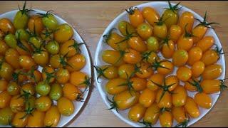 Growing Sweet Nova Tomatoes with seeds for beginners