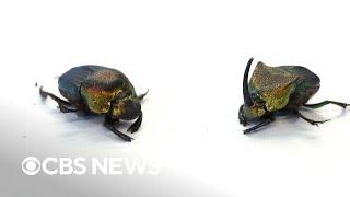 Insect species are in decline and some are endangered