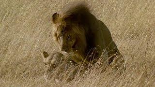 Brutal Lion Infanticide and Mating   Battle of the Sexes In The Animal World  BBC Earth