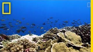 Rising Ocean Temperatures are Cooking Coral Reefs  National Geographic