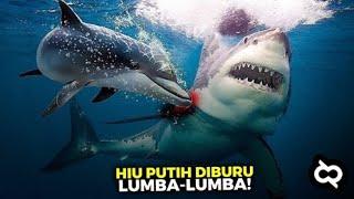 Siapa Penguasa Laut Sebenarnya? Ternyata ini Alasan Mengapa Sang Predator Hiu Takut dengan Lumba²..