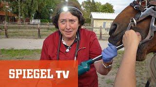 Frau Doktor und das liebe Vieh Die Tierflüsterin von Ostfriesland  SPIEGEL TV