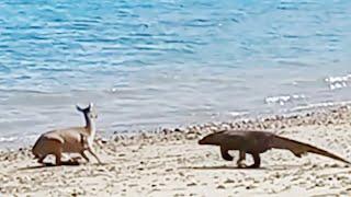 Again Komodo dragon catch deer alive on the beach.