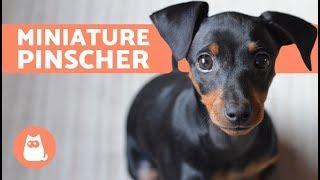 Miniature Pinscher – Characteristics Care and Training