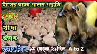 শূন্য দিন থেকে হাঁসের বাচ্চা পালন শিখুন। হাসের বাচ্চা পালন পদ্ধতি। #হাঁসের_খামার #হাঁস_পালন_পদ্ধতি