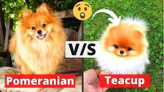 Pomeranian vs Teacup Pomeranian Puppy Which one should you Get?