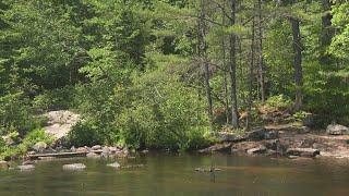 Removal of historic dam in Naples offers hope native salmon will rebound