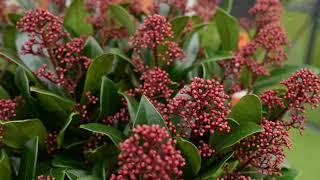 Plant Of The Week - Skimmia japonica Rubella