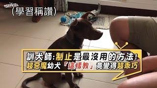 原來狗狗要這樣教！超調皮惡魔級幼犬竟變得超乖巧