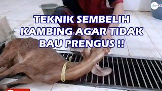 Cara Sembelih Kambing RPH untuk Tidak Bau PRENGUS 