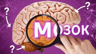 ЗНО з біології 2020 Усе про мозок за 13 хвилин
