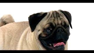 Dog Facts 101 - Pug