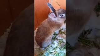 Netherland dwarf rabbit nesting