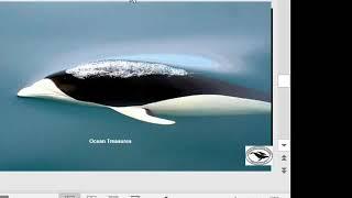 Cool Marine Animals Southern right whale dolphin