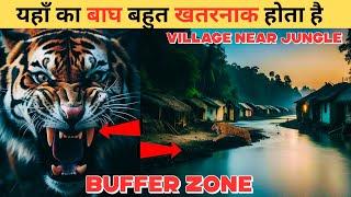 Buffer Zone में यहाँ दीखता है बाघ  Double Face Of Tiger  Jim Corbett #wildlife