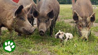 Rescued 8lbs piglet fiercely stands up to 500 lbs giants