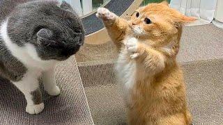 New Funniest Cats And Dogs Videos  Best Of The 2024 Funny Animal Videos  - Cutest Animals Ever