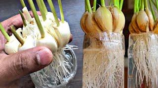 THE SECRET ON QUICKLY ROOTING A GARLIC IS SOAK THEM IN WATER