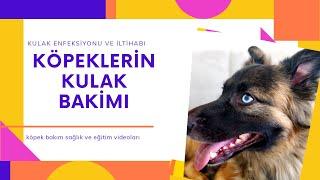 KÖPEKLERDE KULAK ENFEKSİYONU  Köpek Bakım Videoları 