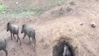 Macan tutul dan singa berburu babi d LuBANG