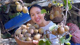 The kiwis are ripe Pick a large basket and take a bite.They are so sweet that you can’t stop eating