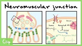 Neuromuscular Junction Synapse Explained nicotinic Acetylcholine Receptors  Clip