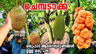 ചക്ക പോലെ ചെമ്പടക്ക്Cempedak fruit Malayalam#CEMPEDAK#Cempedakfruit