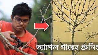 আপেল গাছের প্রুনিং কখন কিভাবে করবেন ?  এখন কি সার দেওয়া যাবে ?  Pruning Apple trees