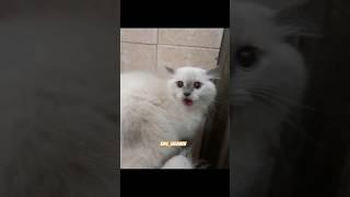 Kucing kesurupan gak mau mandi #grooming #cat #kucingagresif #groomingkucing