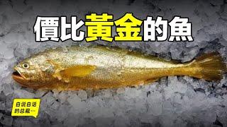 大黃魚：從4毛一斤到價比黃金，40萬一餐飯，300萬一條魚，40年來，大黃魚到底經歷了什麼……自說自話的總裁