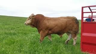 Limousin bull 22 months