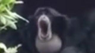 Perfectly Cut Siamang Screams 4