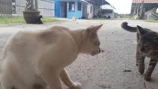 kucing liar