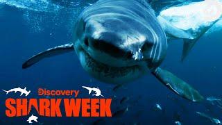 SHARK ATTACK Caught on Camera  Shark Week  Discovery